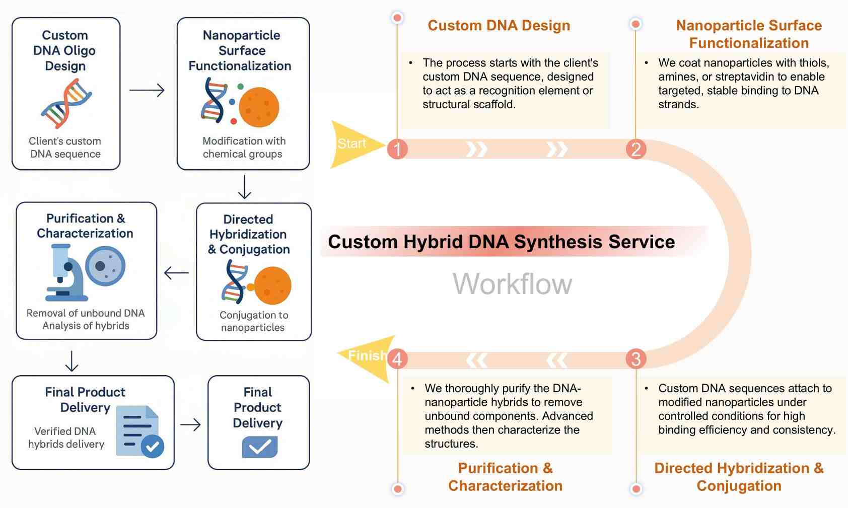 Our workflow. (CD BioGlyco)