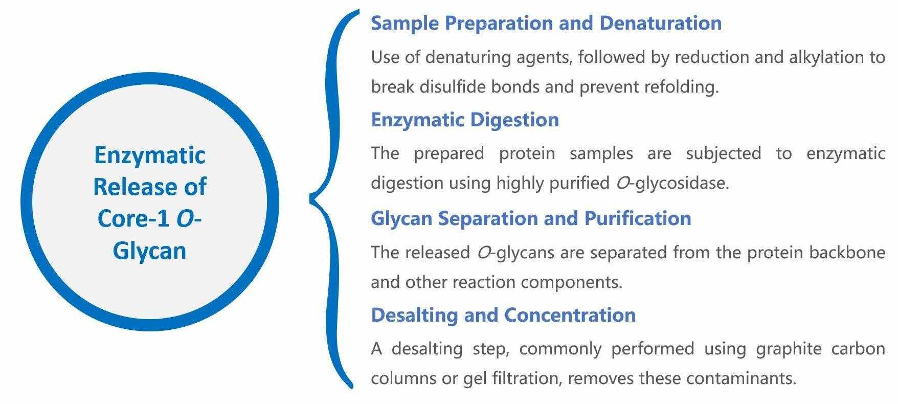 Fig.1 Workflow for the enzymatic release of core-1 O-glycan. (CD BioGlyco)