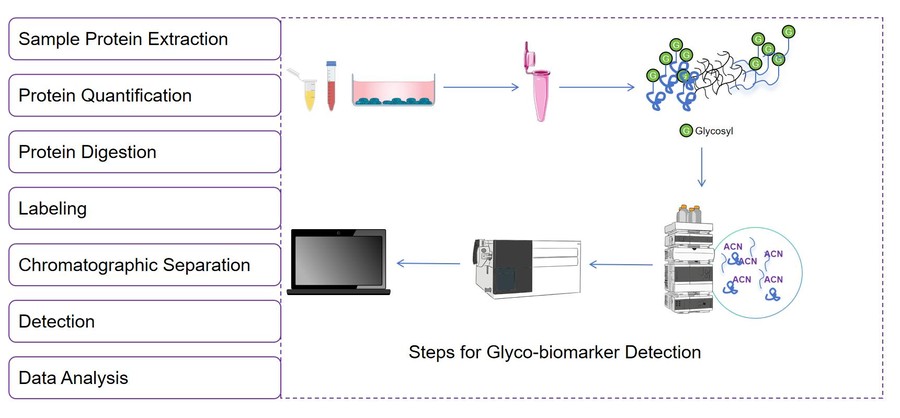 Glyco-biomarker detection workflow. (CD BioGlyco)