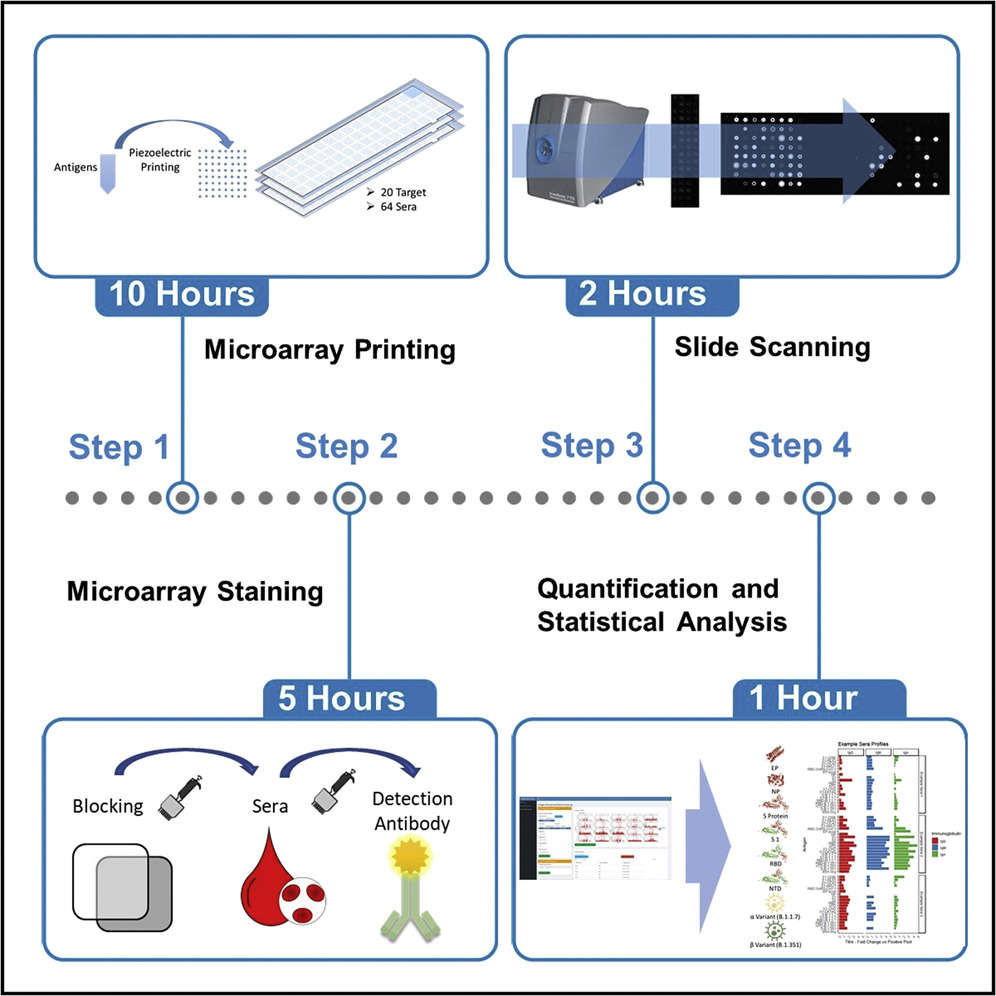 Fig.1 Construction and application of antigen microarrays.