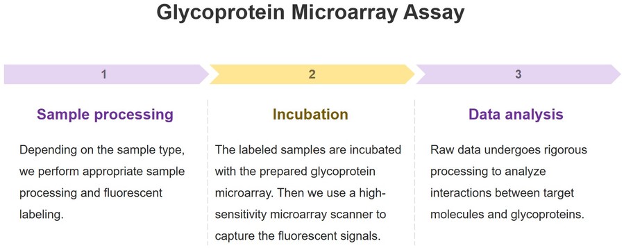 Process of the glycoprotein microarray analysis. (CD BioGlyco)