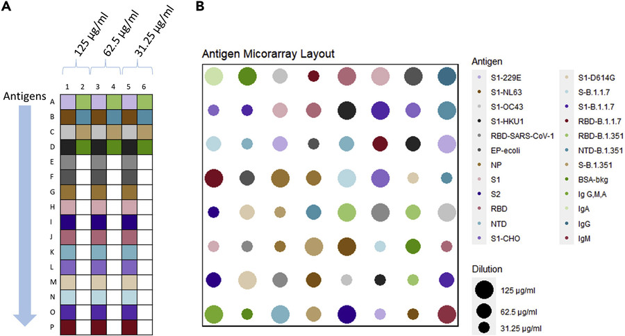 Fig.2 Antigen layout on the constructed antigen microarray.