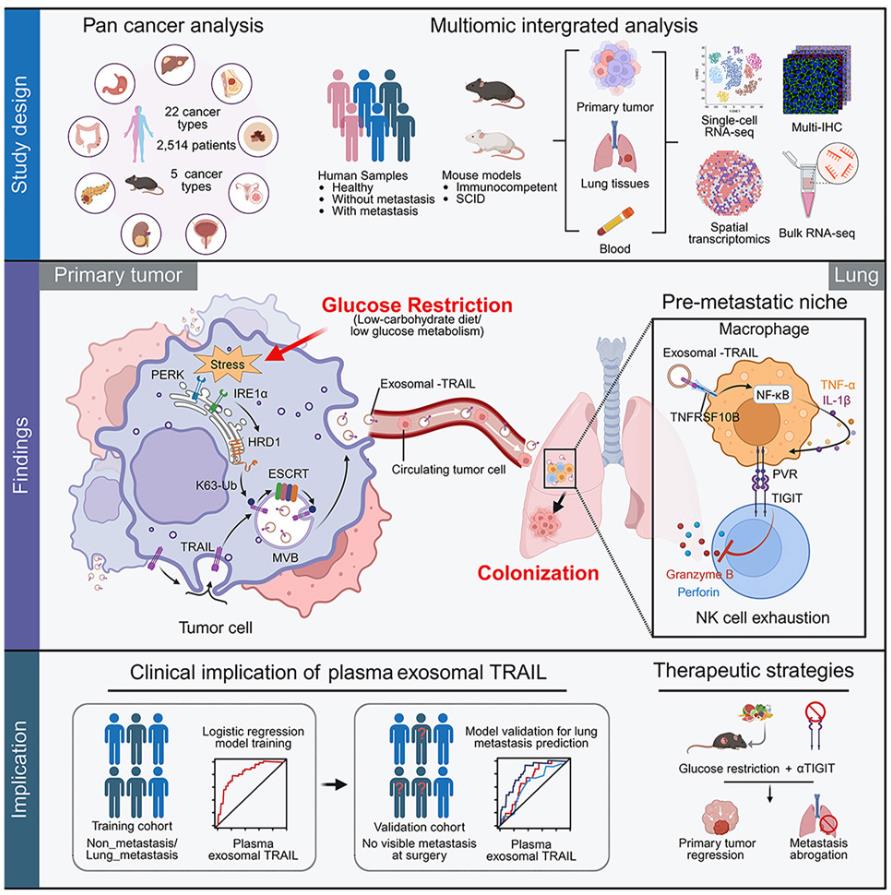 Graphical abstract: Glucose restriction shapes pre-metastatic innate immune landscapes in the lung through exosomal TRAIL.