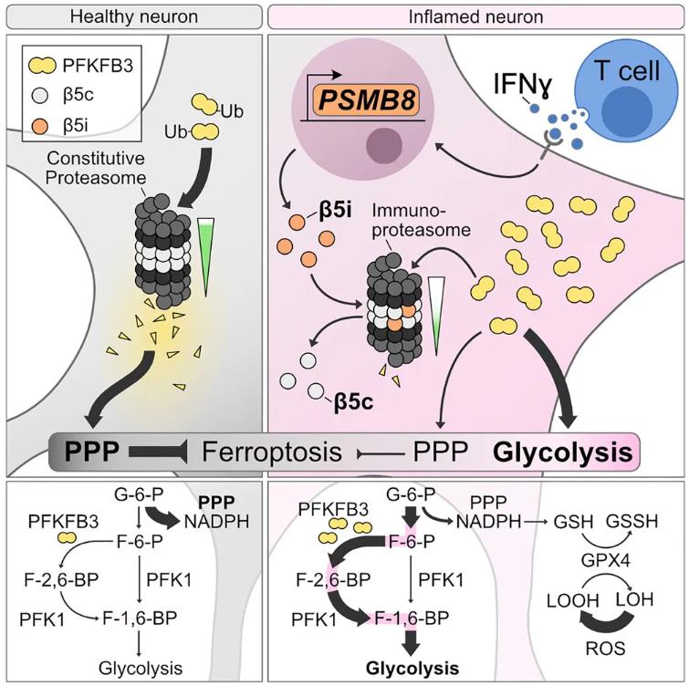 Graphical abstract: The immunoproteasome disturbs neuronal metabolism and drives neurodegeneration in multiple sclerosis.