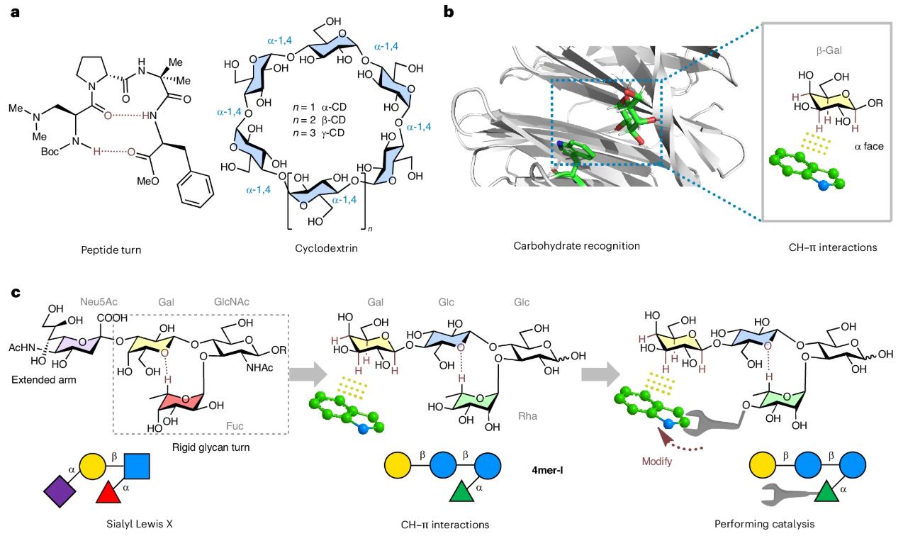 Schematic diagram of the design of a functional glycan foldamer.