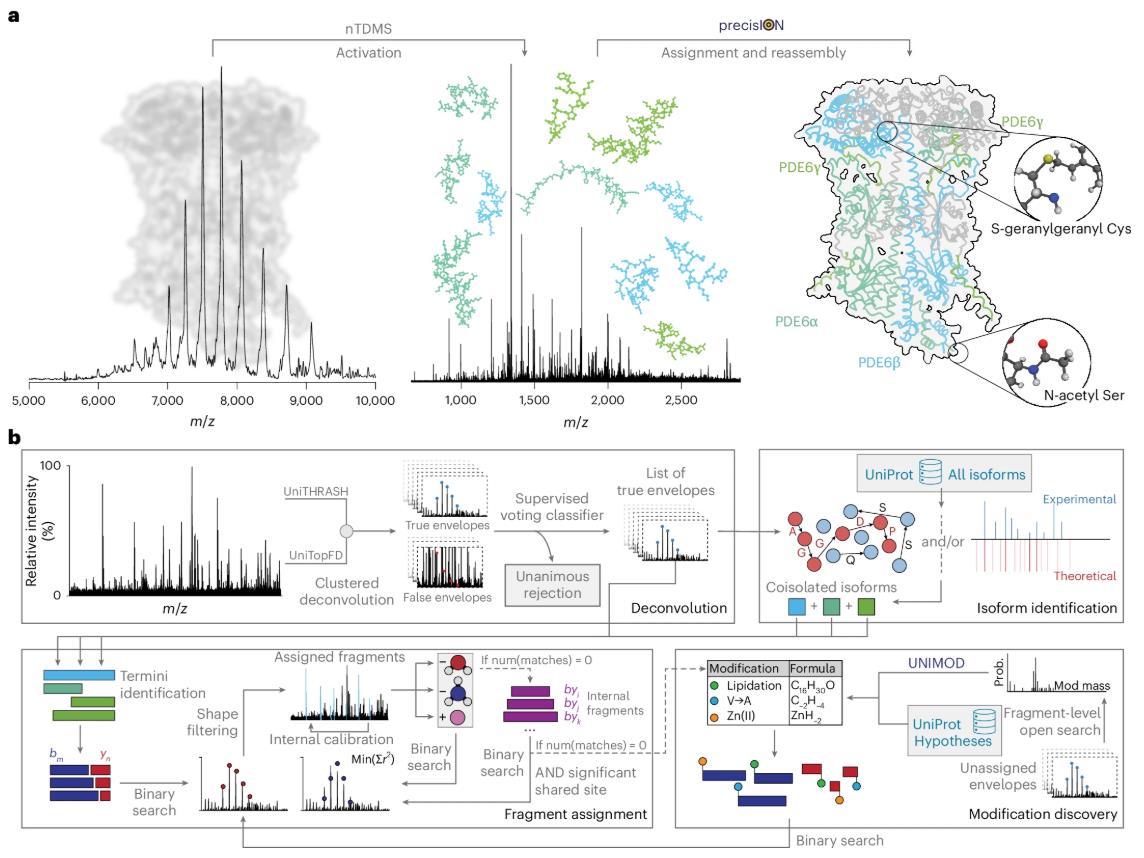 Schematic diagram of the data-driven interpretation process for native top-down mass spectra in precisION.