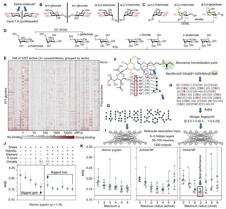 All-atom representations of glycans feed a neural network that learns quantitative glycan–lectin binding from microarray data.