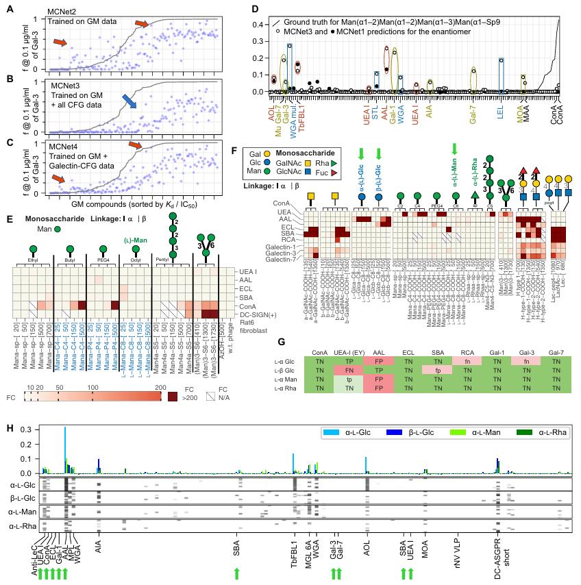 Machine-learned MCNet anticipates cross-chiral recognition between mirror-image sugars and common lectins, validated by glycan and lectin arrays.